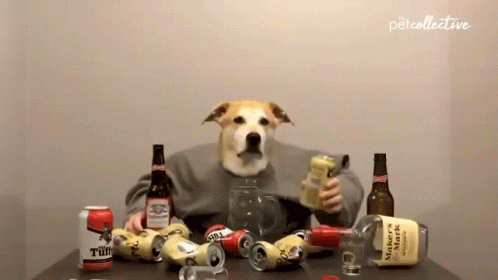 Dog The Pet Collective GIF - Dog The Pet Collective Drinking GIFs