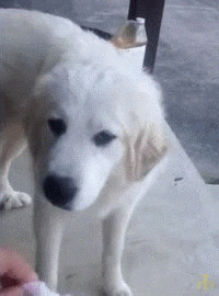a white dog standing next to a person 's hand and looking at the camera .