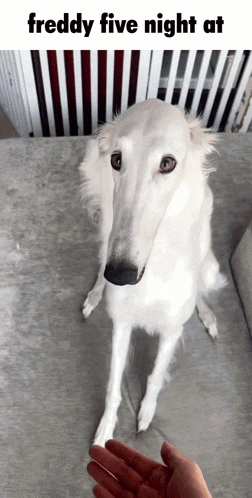 a white dog with a very long neck is standing next to a person 's hand and looking at the camera .