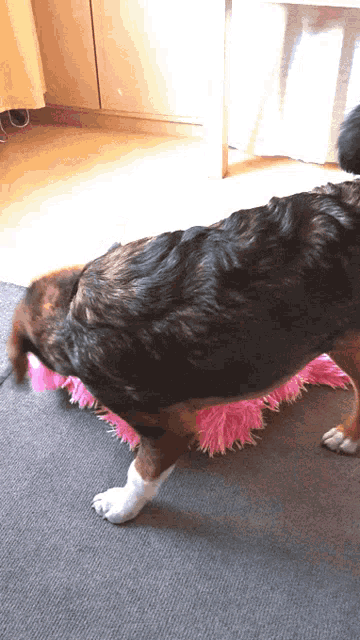 a dog is playing with a pink stuffed toy
