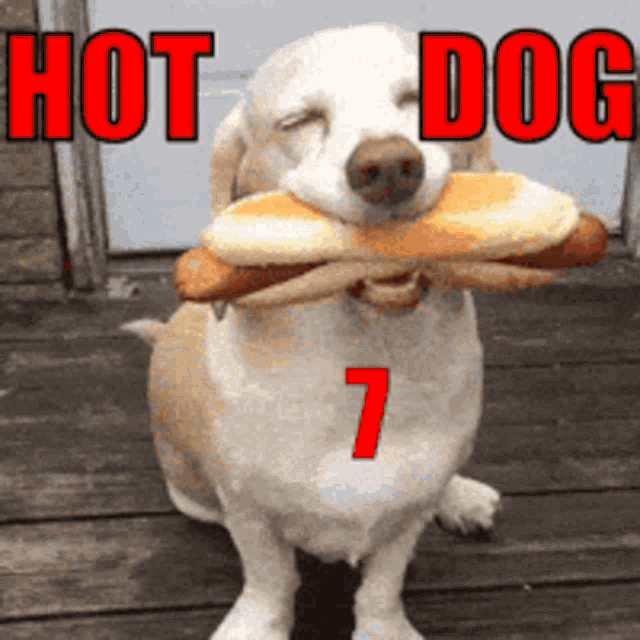 Hot Dog7 Hd7 GIF - Hot Dog7 Hd7 GIFs