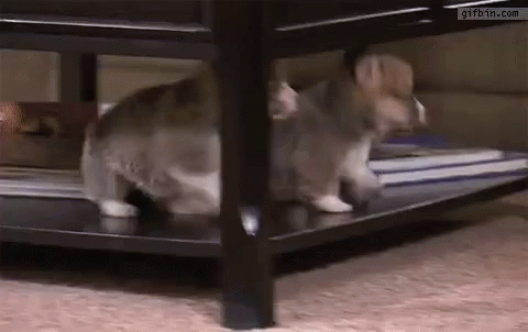 Two Puppies Falling - Fall GIF - Fall Puppies Dogs GIFs