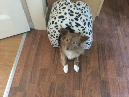 Little Cute Dog GIF - Little Cute Dog GIFs