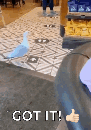 a person giving a thumbs up next to a bird that says got it on it