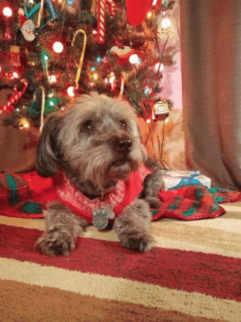 a dog wearing a red sweater is laying on a rug in front of a christmas tree
