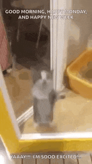 a cat is standing on its hind legs in front of a yellow door .