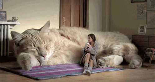 Giant Cat Leo GIF - Giant Cat Leo Kitty GIFs