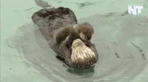 Otter Babyotter GIF - Otter Babyotter Mom And Baby GIFs