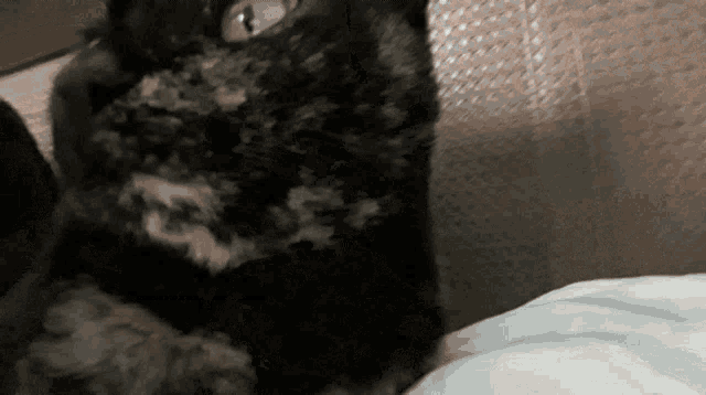 a black cat laying on a bed looking up at the camera