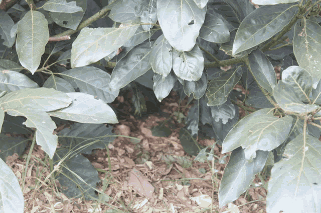 a close up of a plant with lots of leaves and branches