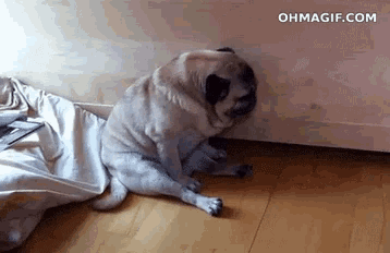 a pug dog is sitting on a wooden floor with the website ohmagif.com visible in the corner