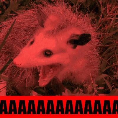 a screaming opossum is behind a red sign that says aa