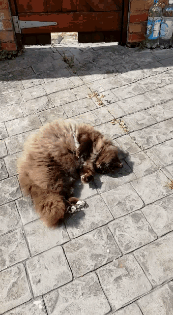 Roll Over Cat GIF