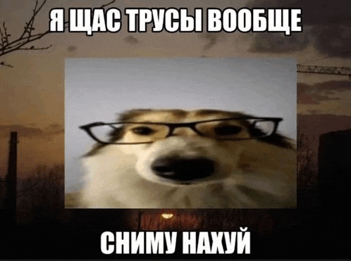 a picture of a dog wearing glasses with a caption in another language