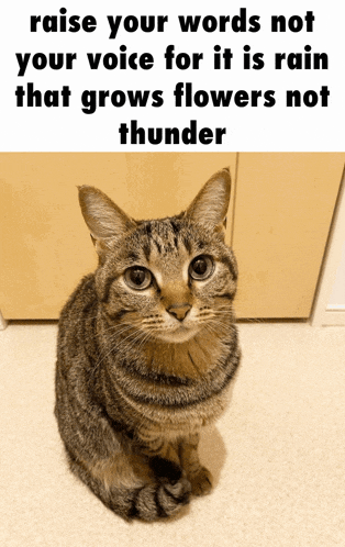 a cat with a caption that says " raise your words not your voice for it is rain that grows flowers not thunder