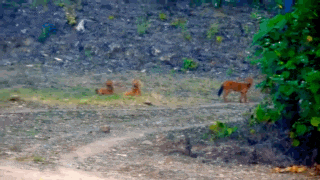 a blurred image of a fox standing in the grass