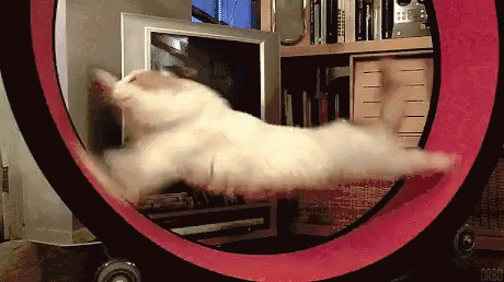 Work Workout GIF - Work Workout Cats GIFs