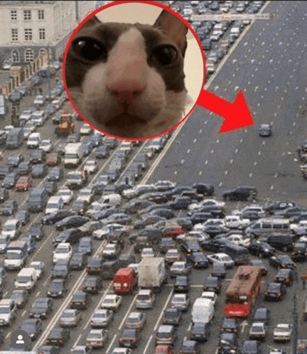 a picture of a cat in a traffic jam with a red arrow pointing to it