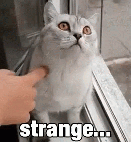 Strange GIF - Strange Cat Not Moving GIFs