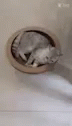 Cat Roomba GIF - Cat Roomba GIFs