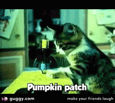 Cat Sewing GIF - Cat Sewing Pumpkin Patch GIFs