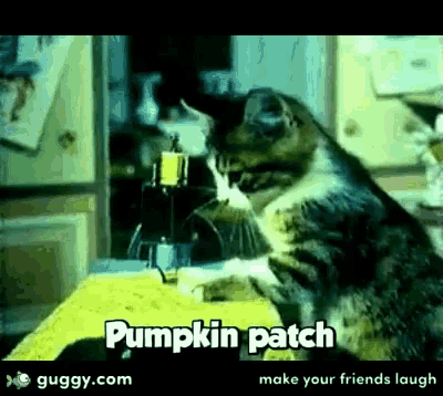a cat is sitting at a table with the words pumpkin patch on the bottom