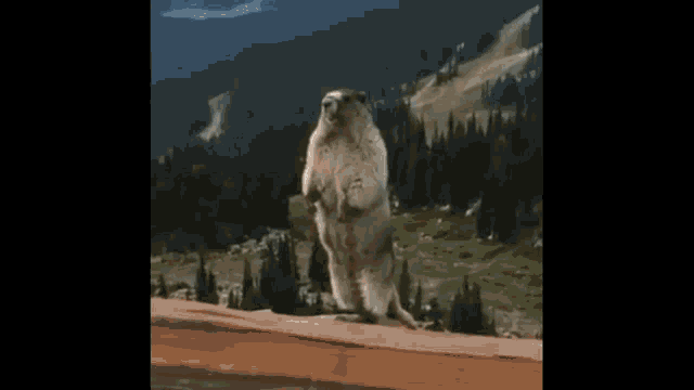 a squirrel is standing on its hind legs in front of a mountain with the words daniel written on the bottom