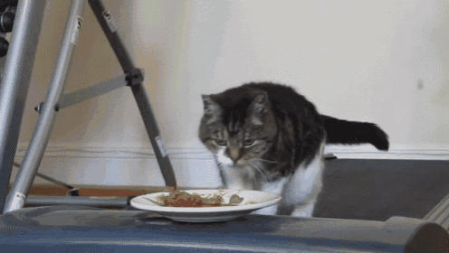 Keep Your Eye On The Prize GIF - Cat Treadmill Funny GIFs