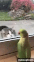 Animals Bird GIF