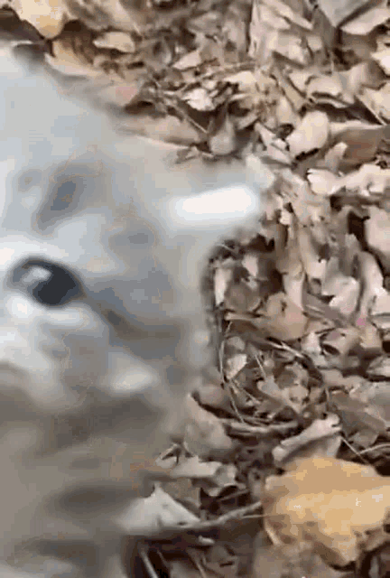 a close up of a cat 's face laying in the leaves .