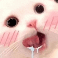 a close up of a cat 's face with its mouth open and milk coming out of it 's mouth .