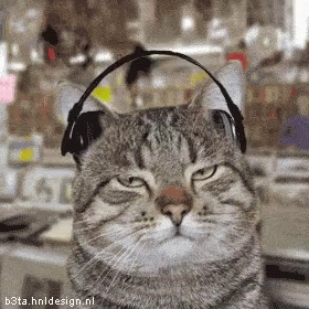 Cats Listening GIF - Cats Listening Music GIFs