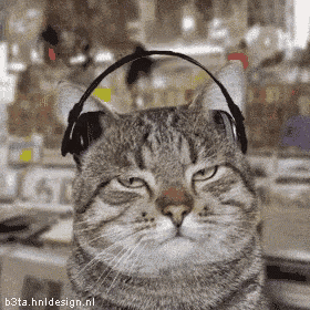 a cat wearing headphones looks at the camera