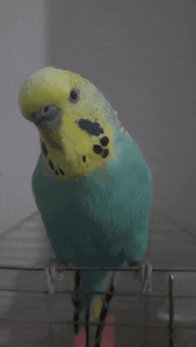 a blue and yellow parakeet is perched on a wire cage