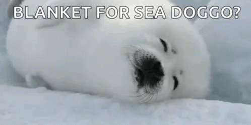 Animals Harp Seal GIF - Animals Harp Seal Nap GIFs