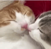 Cat Kiss Extasyxx GIF - Cat Kiss Extasyxx Extase GIFs
