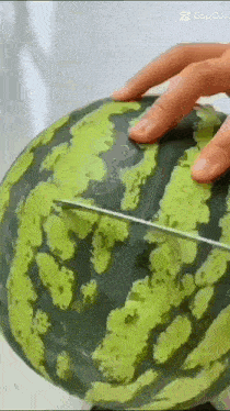 a person is cutting a watermelon in half with a knife .