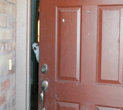 a dog peeking out of a door with a brick wall behind it