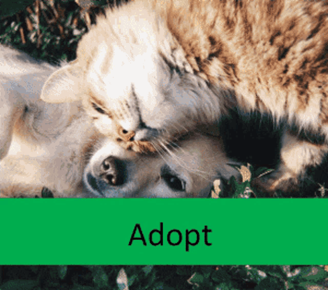 a cat and a dog are laying next to each other with a green border that says adopt on it