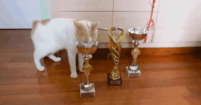 a white cat standing next to three trophies on a wooden floor