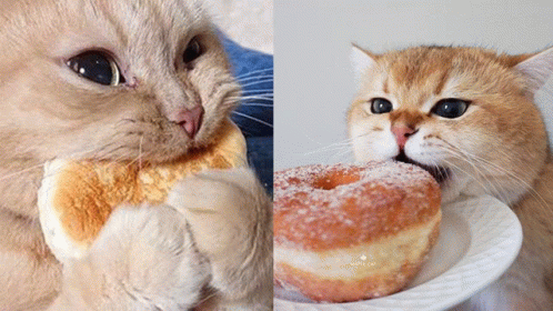 Cat Stealing Food Cute Cat GIF - Cat Stealing Food Cute Cat GIFs