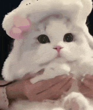 a person is holding a white cat wearing a white hat on its head .