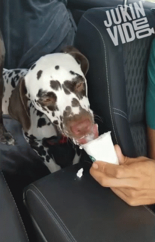 Dog Eating Ice Cream GIF - Dog Eating Ice Cream Licking GIFs