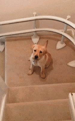 Different Dog GIF - Different Dog Stairs GIFs