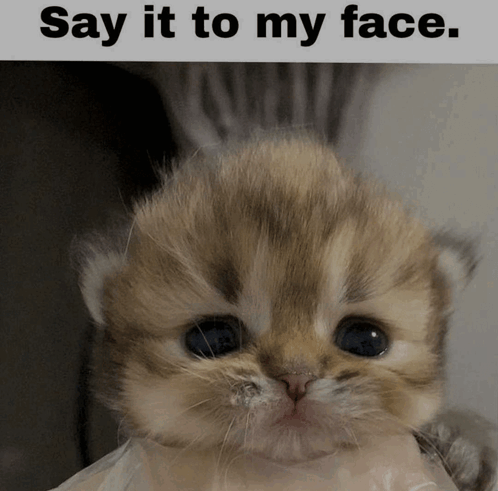Say It To My Face Cat GIF - Say It To My Face Cat Funny Cat GIFs