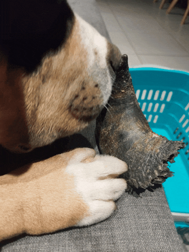 a dog licking another dog 's paw in front of a blue basket