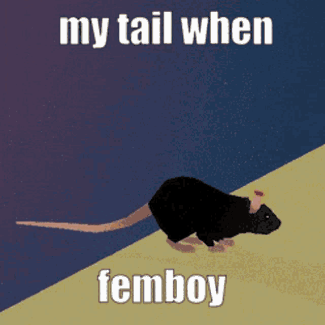 a picture of a rat with the words my tail when femboy