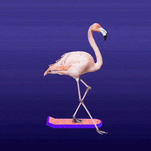 Flamingo Hoverboard GIF - Flamingo Hoverboard Collage GIFs