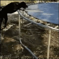 a dog standing on top of a trampoline with a 4gifs.com watermark on the bottom