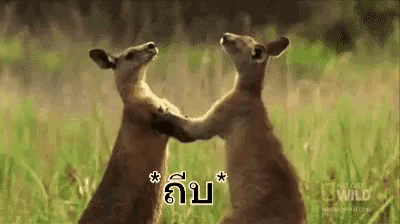 two kangaroos are standing next to each other in a grassy field holding hands .